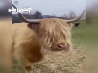 ظاهر عجیب گاوهای هایلند اسکاتلندی
