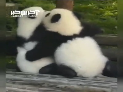 بازی دیدنی پانداها باهم