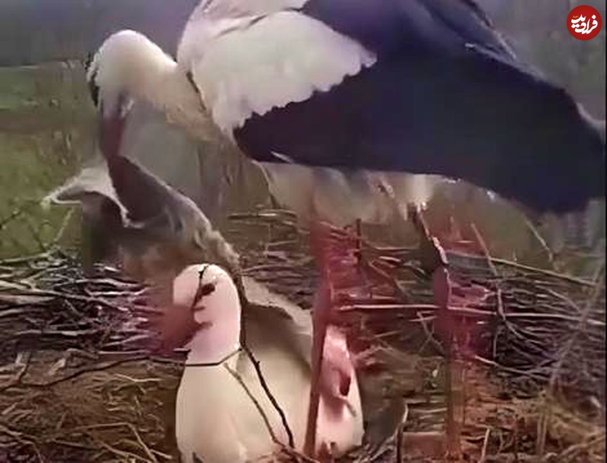 گرم کردن لک لک ماده با پتو توسط جفتش