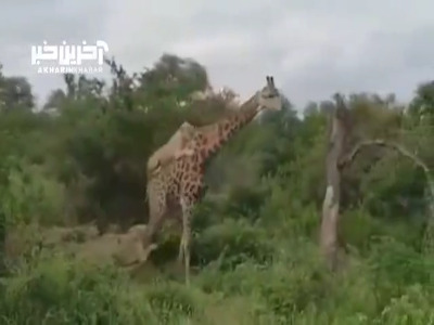 حمله دسته جمعی شیرها به زرافه