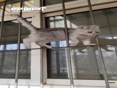 انعطاف جالب یک بچه گربه