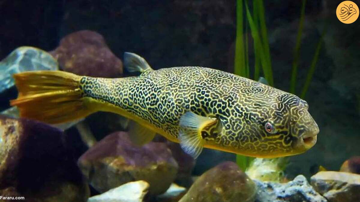 خوردن خرچنگ در کسری از ثانیه توسط ماهی پفی