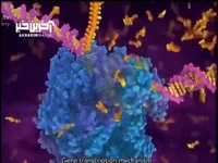 فرآیند شگفت انگیز تولید پروتئین در DNA