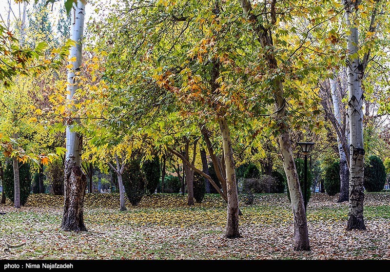 عکس/ طبیعت پاییزی در مشهد