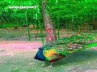 این هم دلبری زیبای طاووس