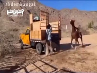 حمله عجیب یک بز کوهی به اسب