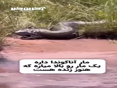 تصویر کمیاب از یک مار آناکوندا که مار بلعیده شده را بالا آورد!
