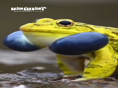 قورباغه گاو نر هندی نر که قور قور می کند!