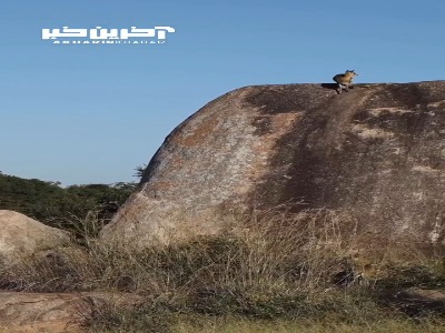 توانایی بالای یک آهو در پرش از روی صخره