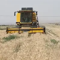 ایران سیزدهمین تولیدکننده گندم جهان شد