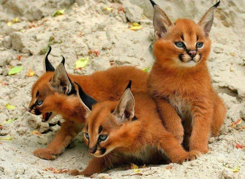 حرکت جالب گوش های یک گربه کاراکال