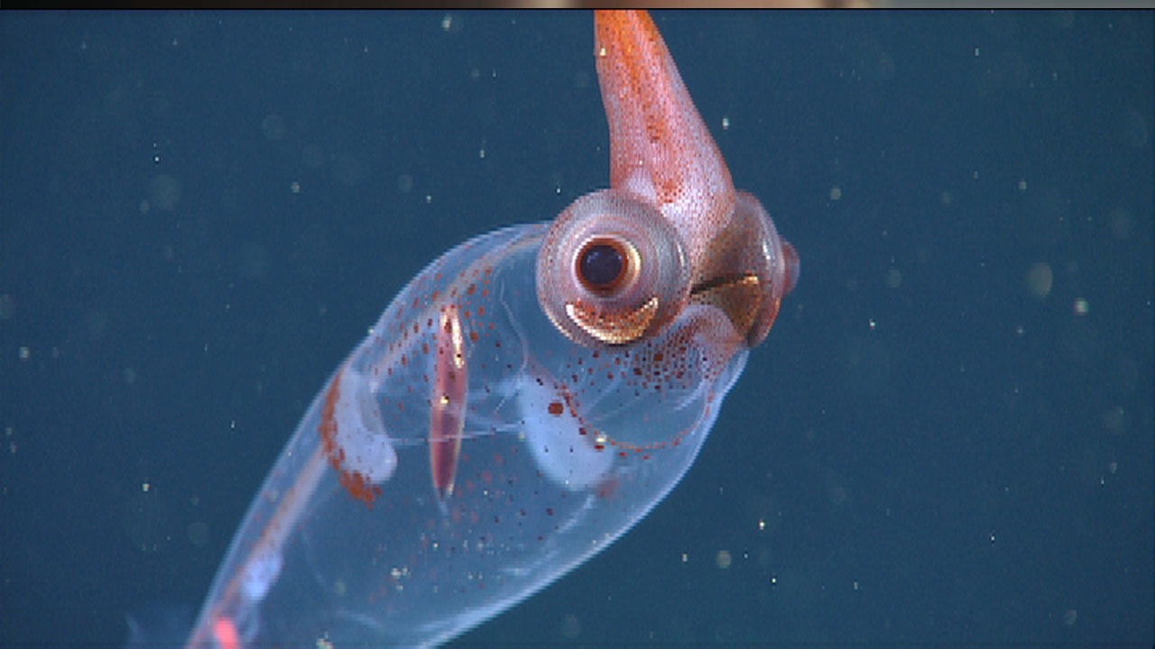 گوناگون/ کشف یک ماهی مرکب عجیب در اعماق آب‌ها
