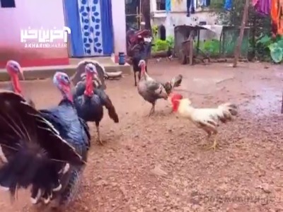 نبرد جانانه خروس با دسته بوقلمون ها