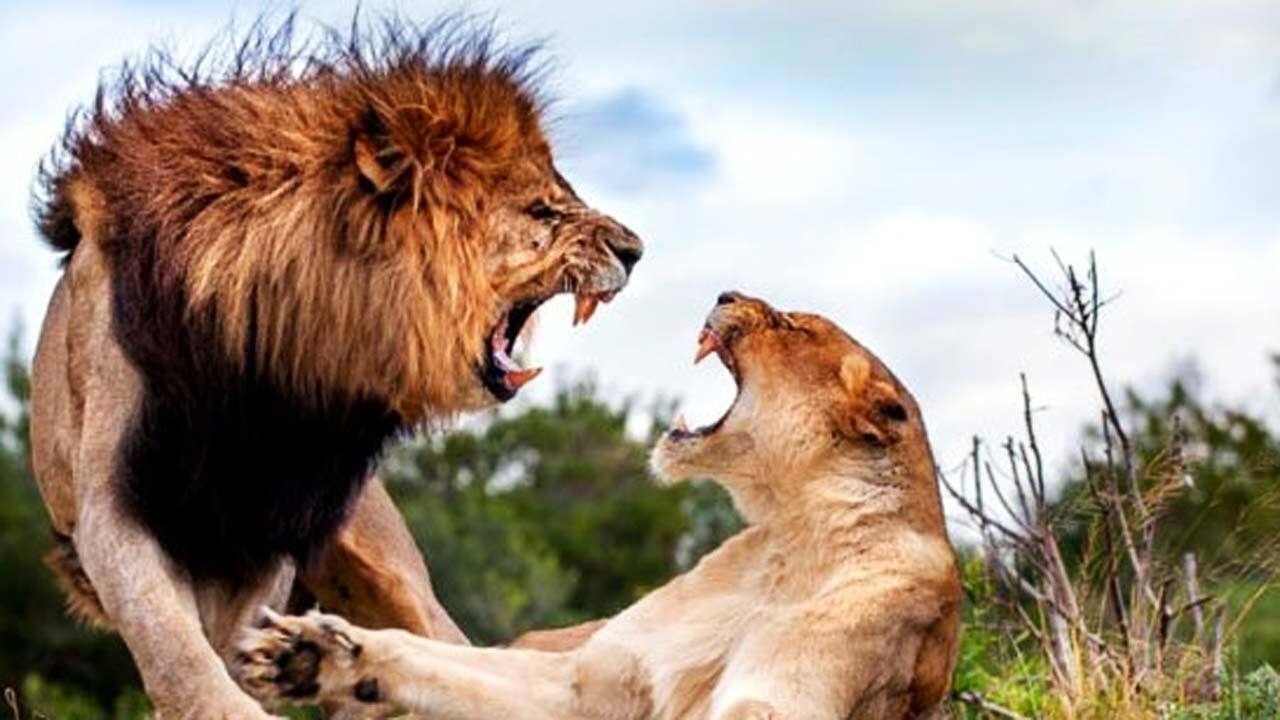 دعوای بین شیر نر و ماده بر سر طعمه