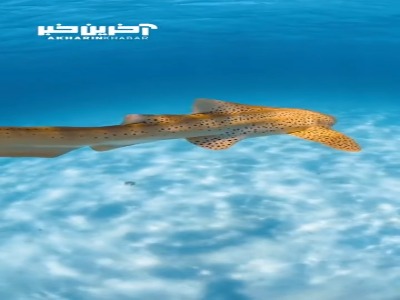 کوسه پلنگی تا حالا دیده بودین؟