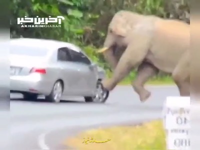 رفتار عجیب فیل با یک خودرو