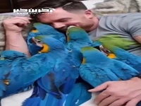 رابطه جالب یک مرد با 6 طوطی ماکو آبی