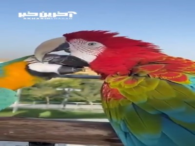 عاشقانه ی بین دو طوطی