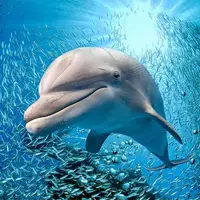 تعقیب‌وگریز پرهیجان دلفین با ماهی در آب‌های آزاد
