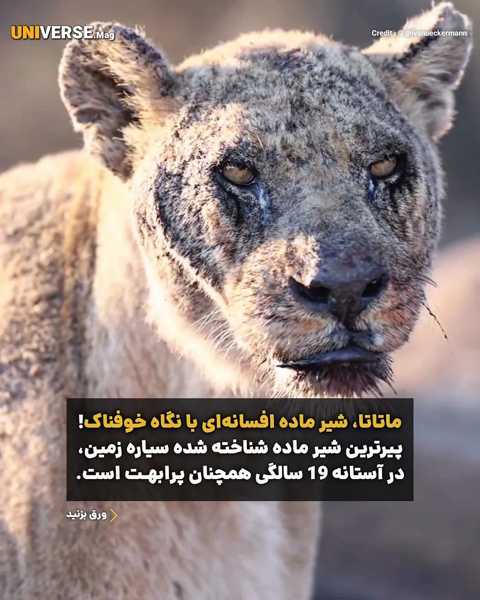 قابی زیبا از «ماتاتا» پیرترین شیر دنیا