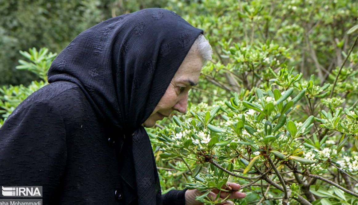 بانوی "گل های داوودی" را به گیلان بسپارید
