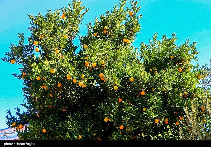 طبیعت پاییزی "طارم" در زنجان