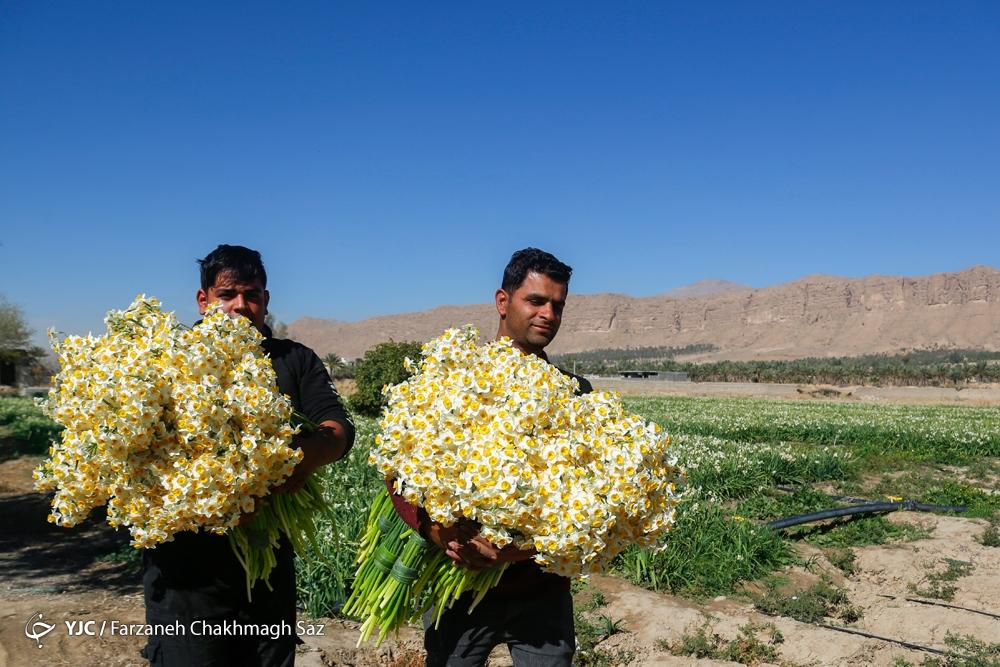 برداشت گل نرگس از باغات خفر استان فارس