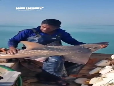 اقدام تحسین‌برانگیز صیاد ایرانی پس از شکار گیتارماهی در خطر انقراض