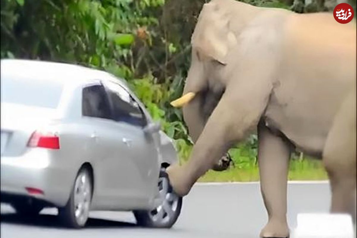 فیل کنجکاو خودرو سواری را با اسباب بازی اشتباه گرفت