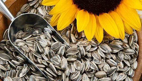 آیا تخمه شکستن؛ سرگرمی یا اعتیاد است؟