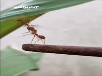 جا موندنِ یک مورچه هنگام کمک به دوستانش