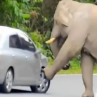 فیل کنجکاو خودرو سواری را با اسباب بازی اشتباه گرفت