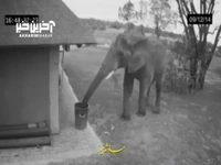 احترام گذاشتنِ یک فیل به محیط زیست