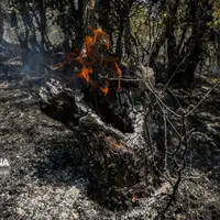 آتش‌سوزی شب‌ گذشته به 5 هکتار از درختان راش سوادکوه خسارت زد