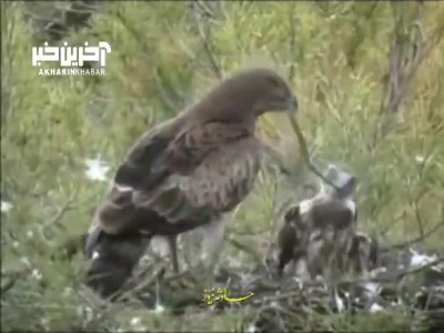 نمایی از عقاب مارخور یا عقاب پنجه‌کوتاه