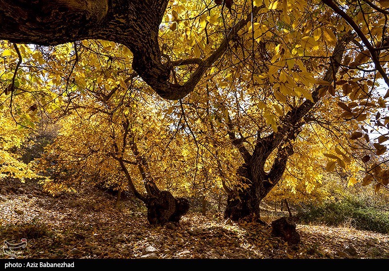 آخرین روزهای پاییز در شهرستان "سلسله" لرستان