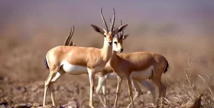 ویدیویی دلنشین از تلاقی زیبای قله دماوند و گله جبیرها