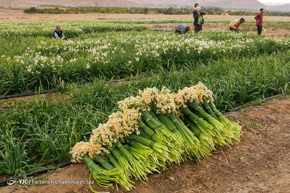 برداشت گل نرگس از باغات خفر استان فارس