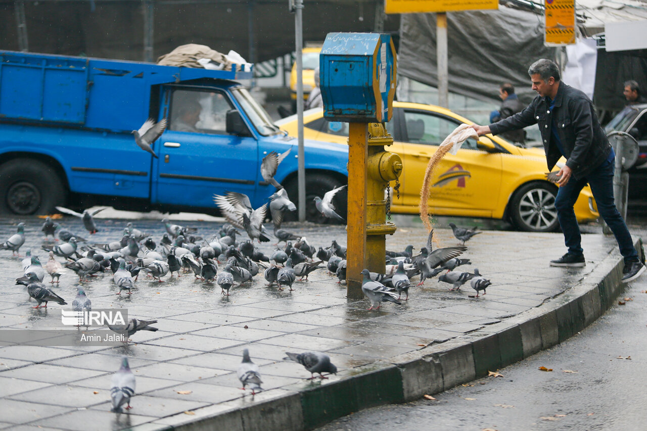 عکس/ باران پاکیزگی در تهران
