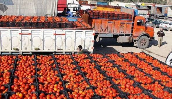 عرضه پرحجم گوجه فرنگی در بازار تا چند روز آینده