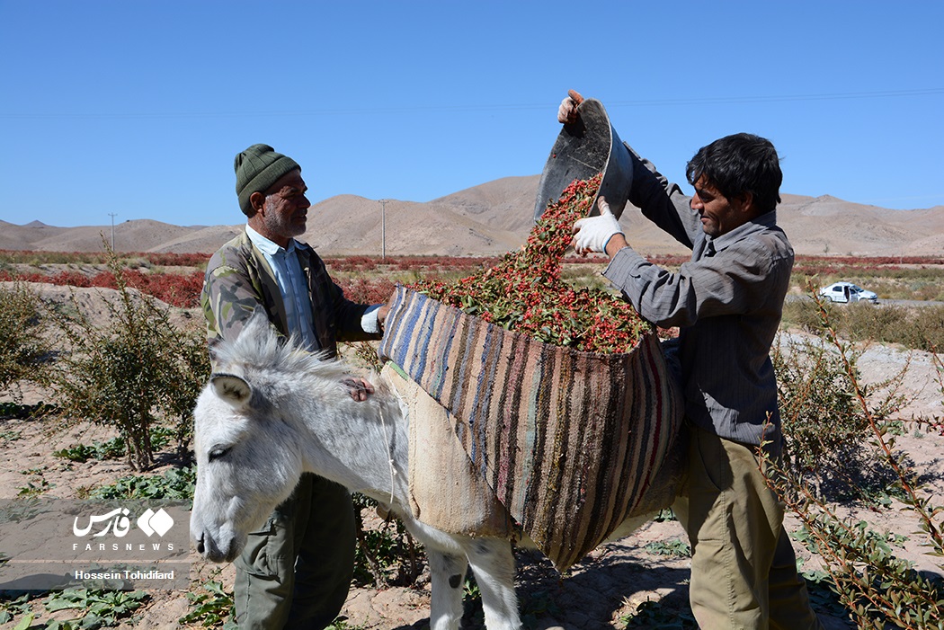 عکس/ برداشت «زرشک» در خراسان جنوبی