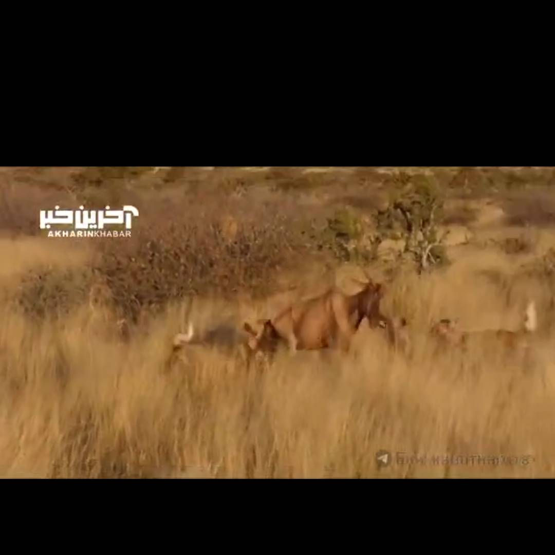 همکاری گله ای سگ های وحشی برای شکار گوزن