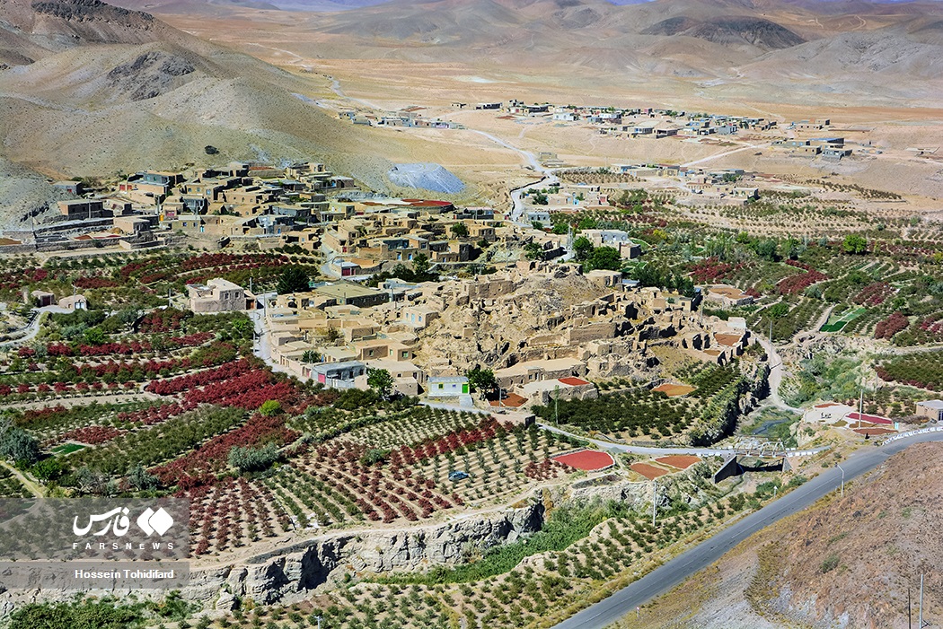 عکس/ برداشت «زرشک» در خراسان جنوبی