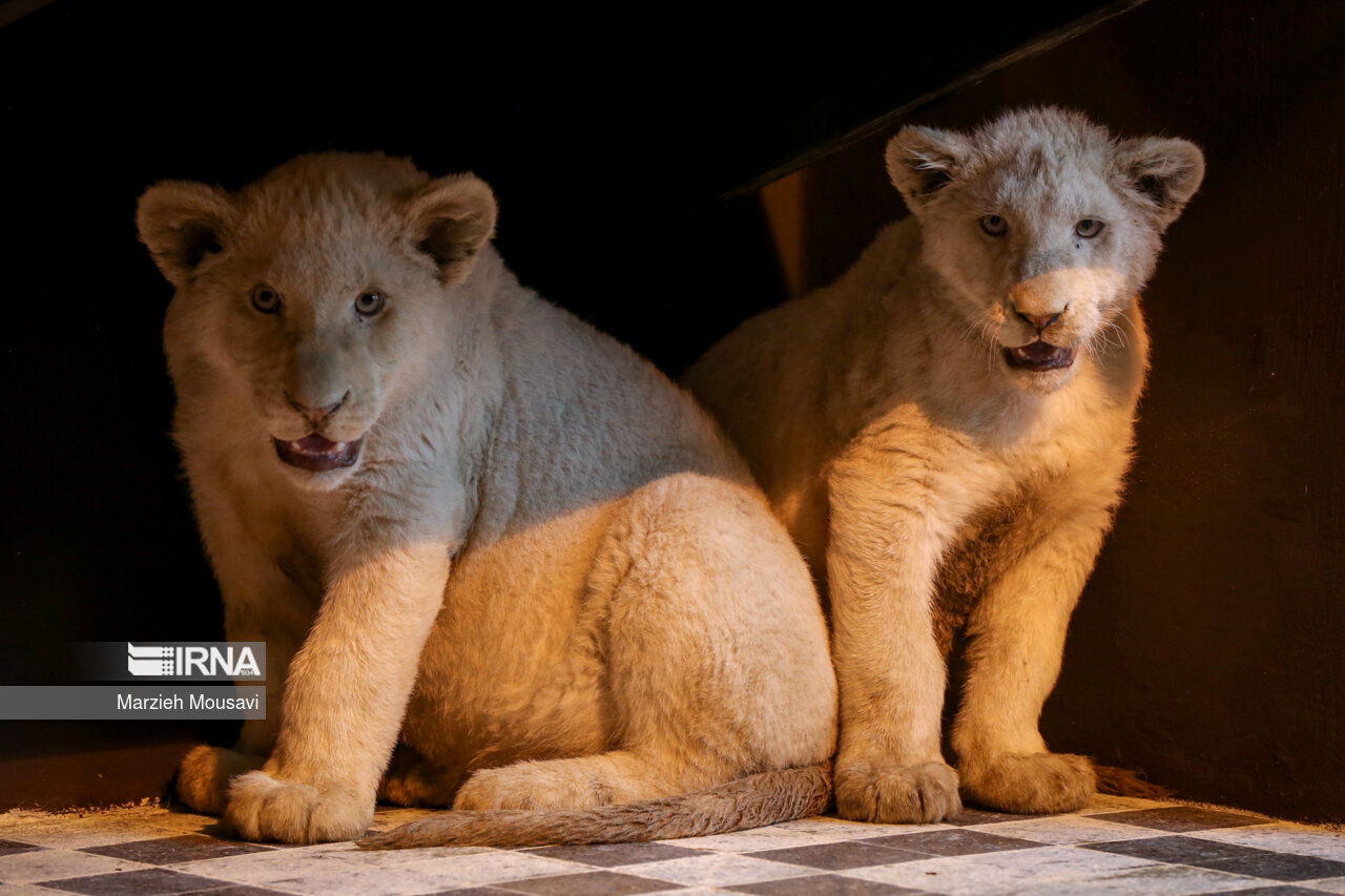 عکس/ انتقال شیرهای سفید به باغ وحش