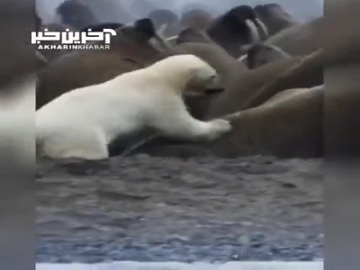 ناتوانی خرس قطبی در شکار کردن شیرهای دریایی