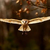 ویدیویی ناب از لحظه شکار شبانه و بی‌صدای جغد