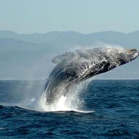 عاقبت استخوان نهنگ‌های مرده در اقیانوس!