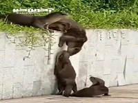 تلاش این راسوها در نوع خودش ستودنیه