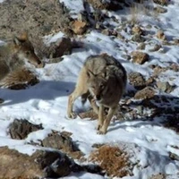 بازیگوشی گرگ‌های منطقه حفاظت‌شده در چهار محال و بختیاری