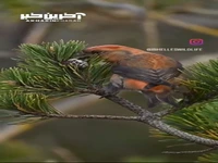 نمایی زیبا از پرنده 